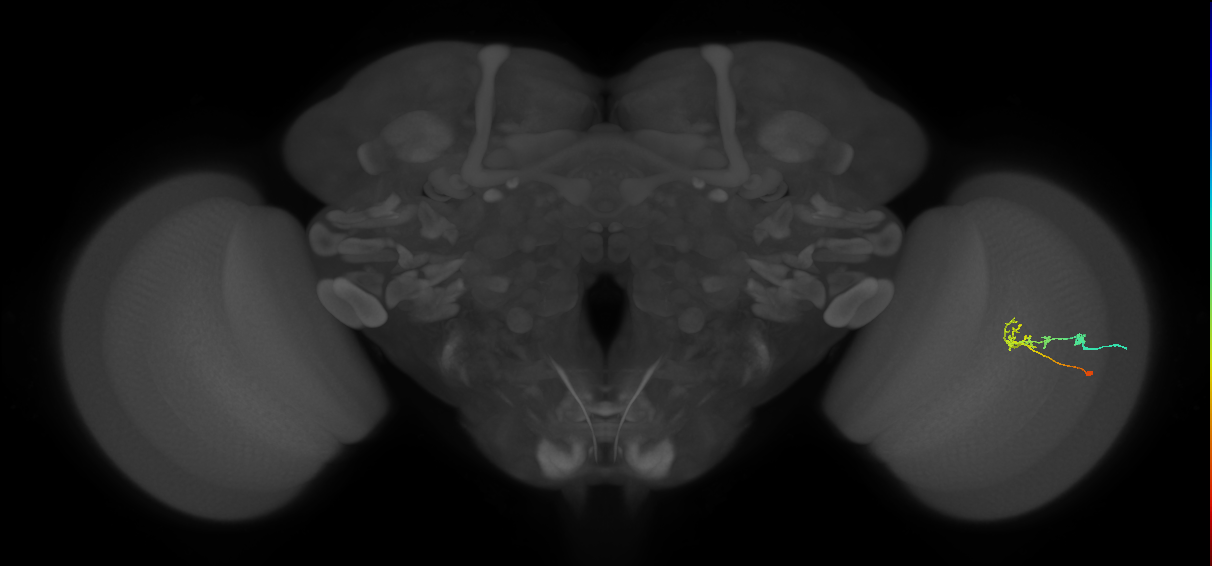C2_R (JRC_OpticLobe:80983)