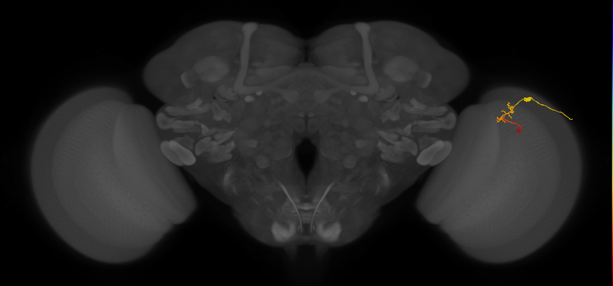 C2_R (JRC_OpticLobe:111444)