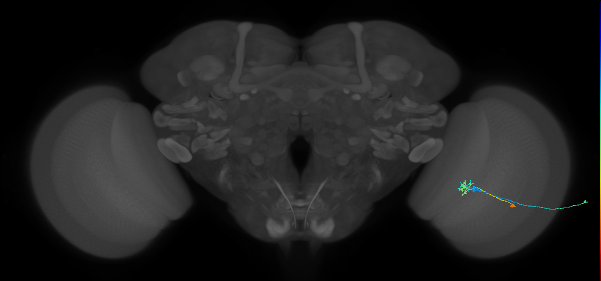 C2_R (JRC_OpticLobe:93257)