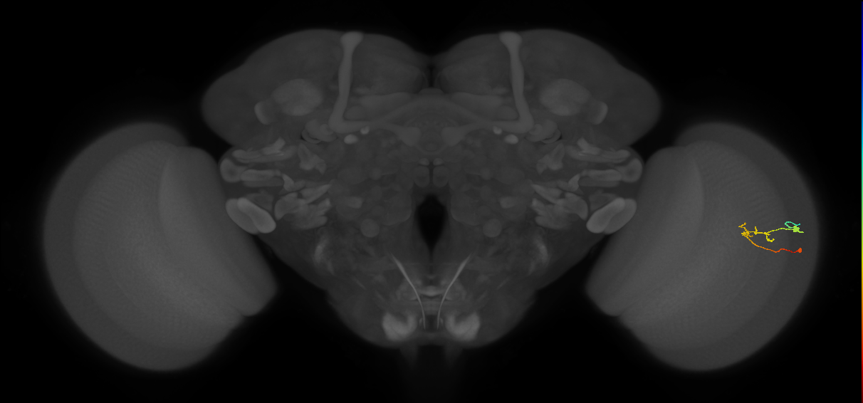C2_R (JRC_OpticLobe:91180)
