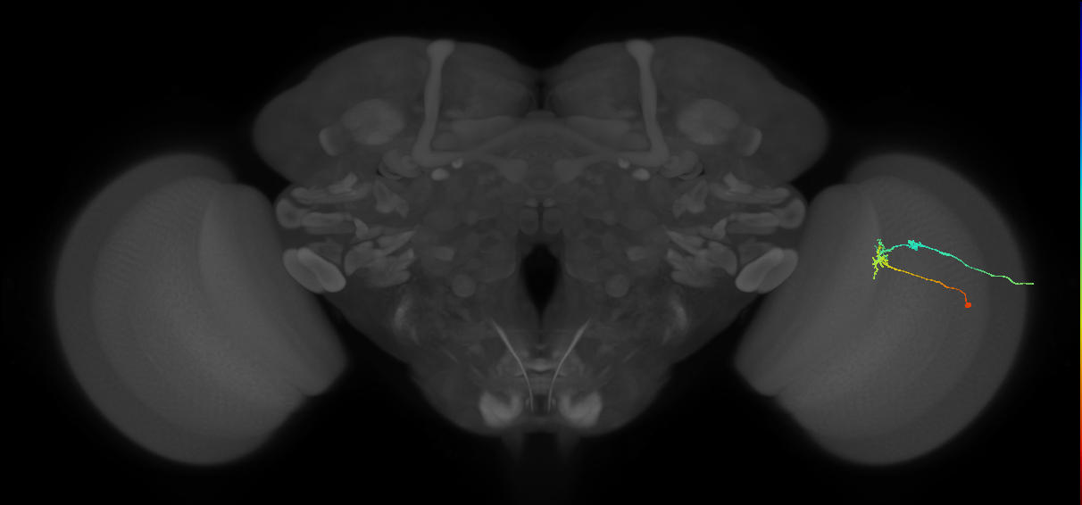 C2_R (JRC_OpticLobe:106128)