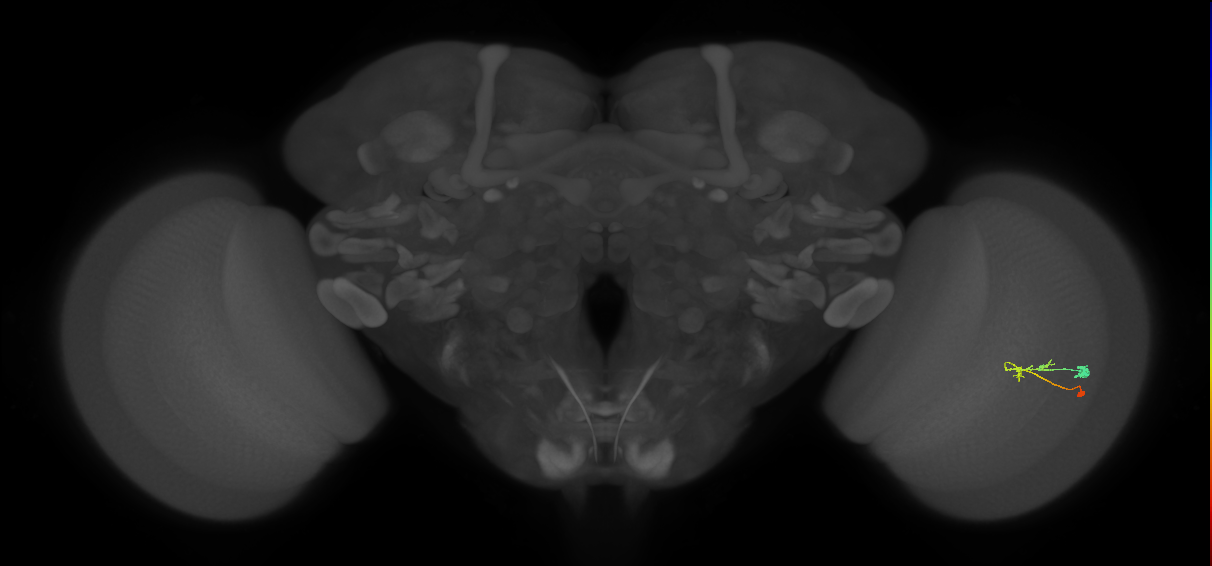C2_R (JRC_OpticLobe:88835)