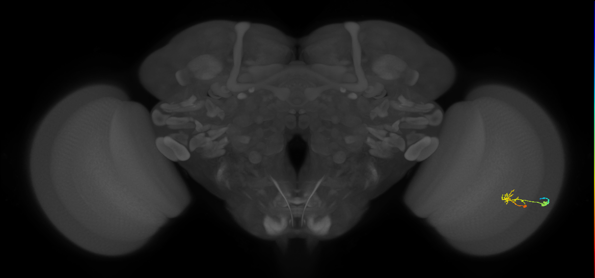C2_R (JRC_OpticLobe:90021)