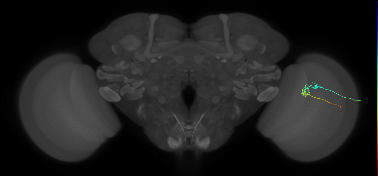 C2_R (JRC_OpticLobe:114644)
