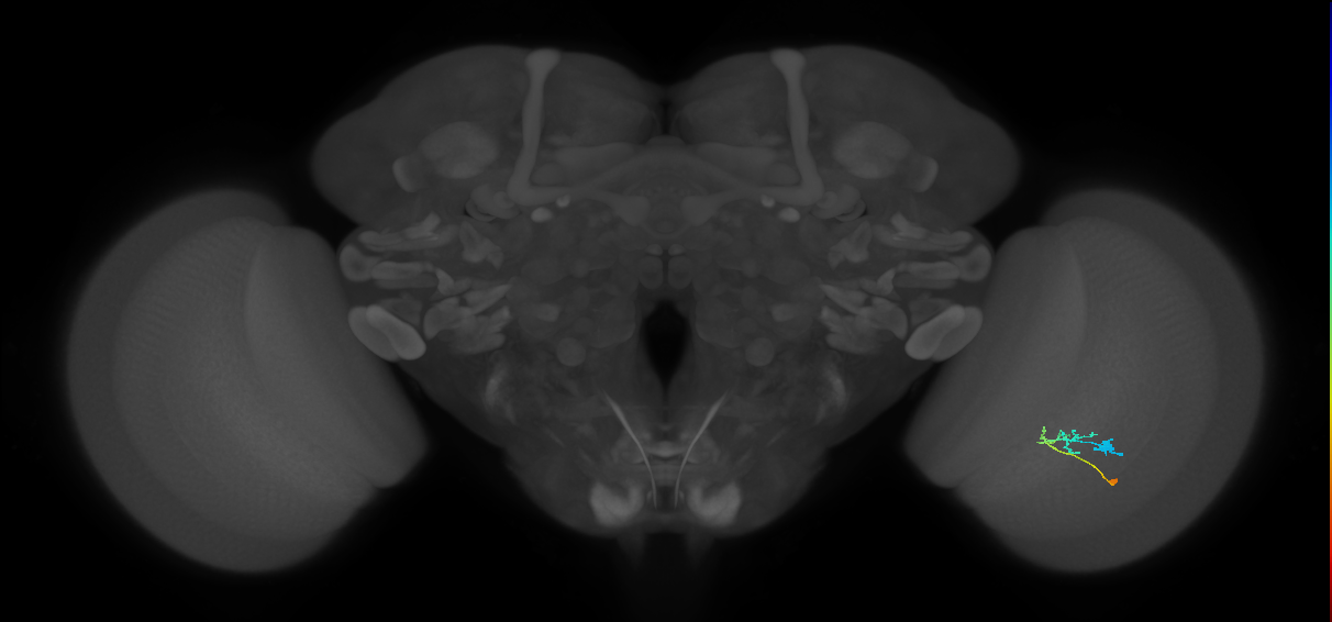 C2_R (JRC_OpticLobe:95855)