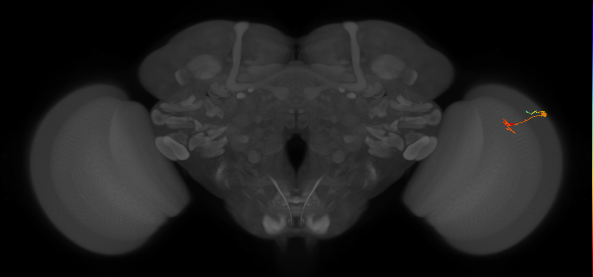 C2_R (JRC_OpticLobe:112029)