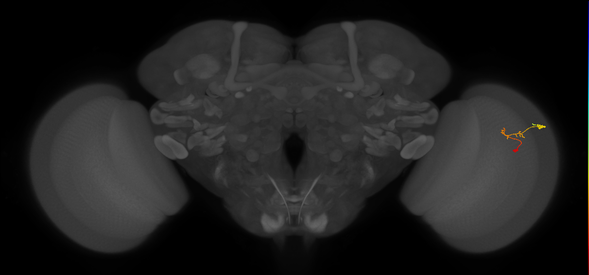 C2_R (JRC_OpticLobe:105792)