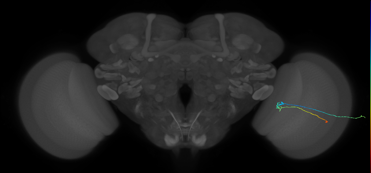C2_R (JRC_OpticLobe:106464)
