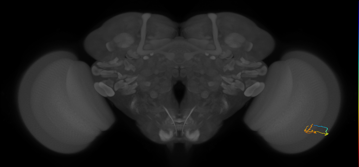 C2_R (JRC_OpticLobe:102127)