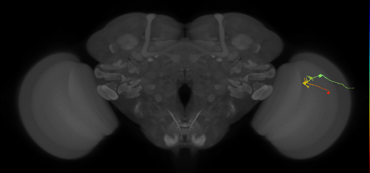 C2_R (JRC_OpticLobe:92935)