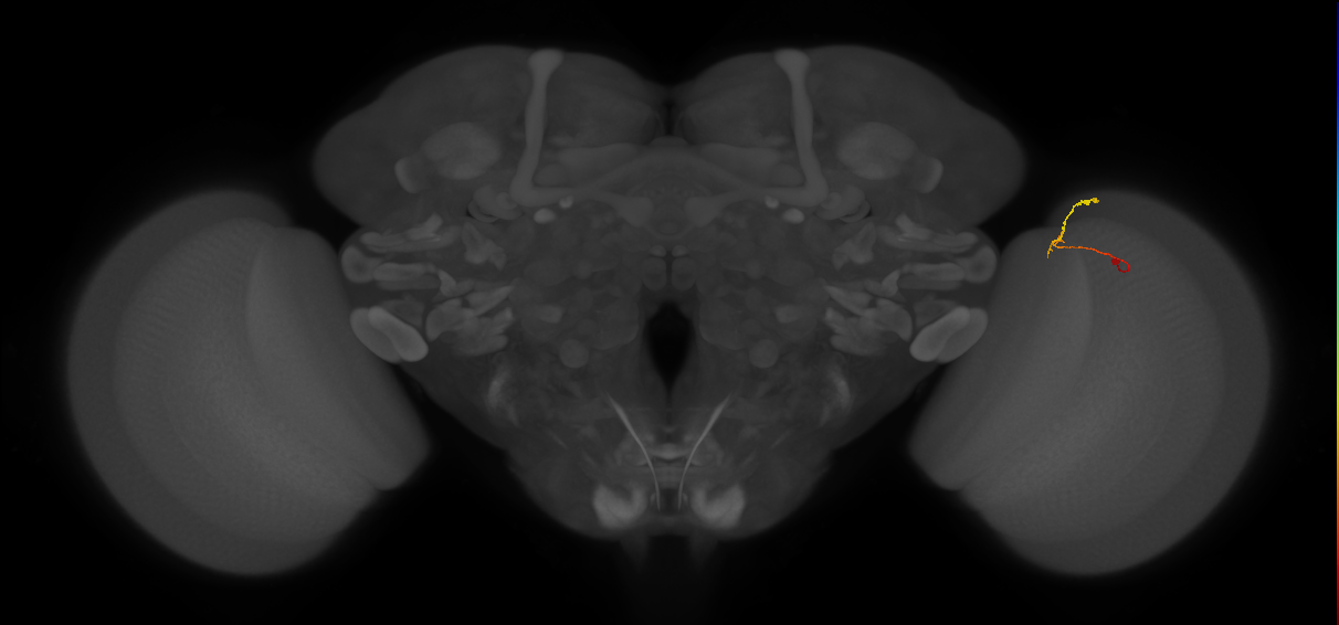 C2_R (JRC_OpticLobe:148317)