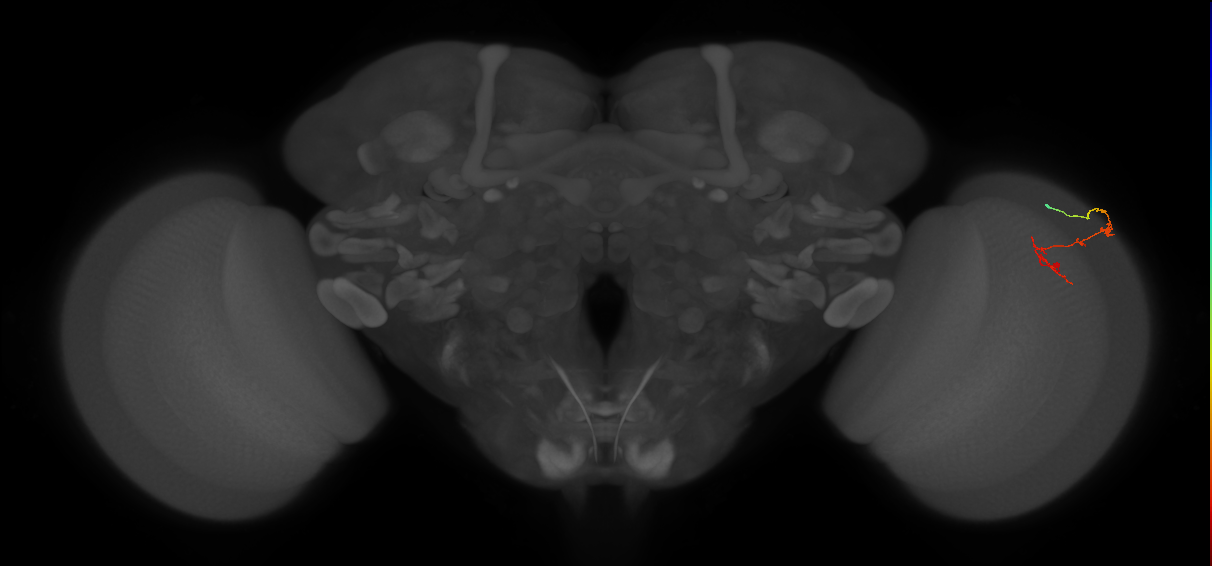 C2_R (JRC_OpticLobe:127913)