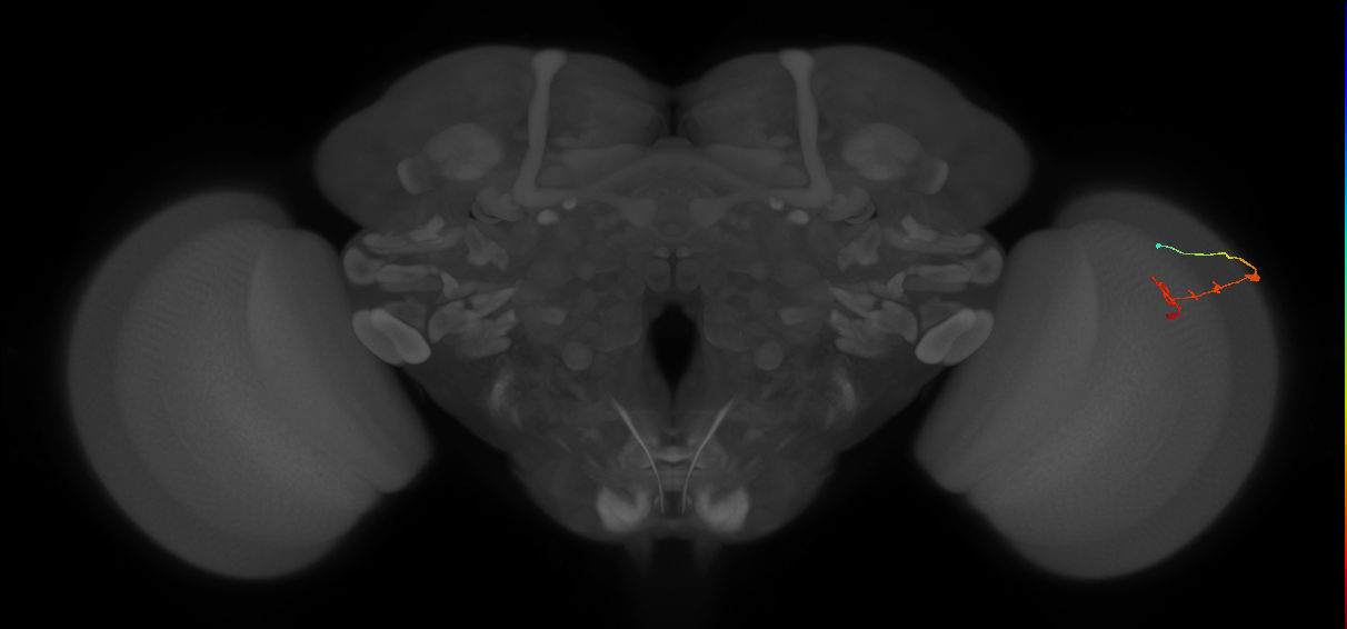 C2_R (JRC_OpticLobe:96071)