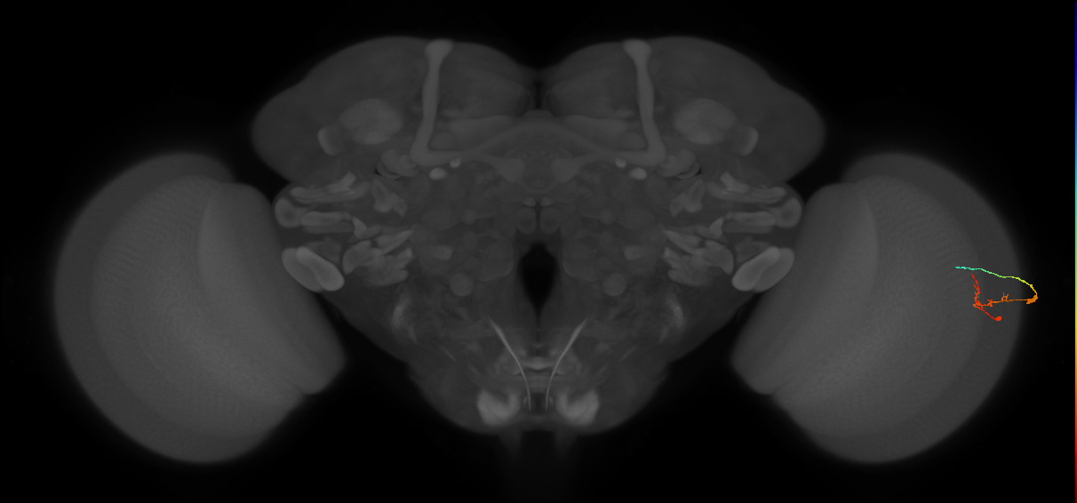 C2_R (JRC_OpticLobe:114733)