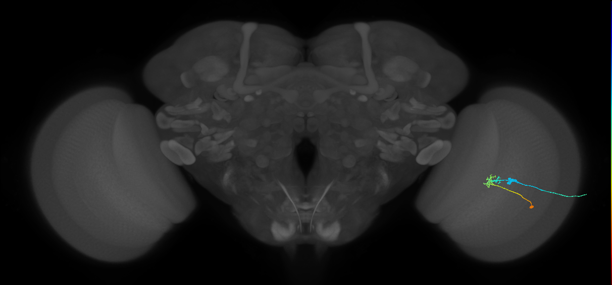 C2_R (JRC_OpticLobe:74146)