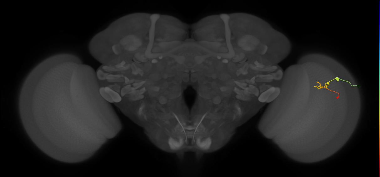 C2_R (JRC_OpticLobe:103741)