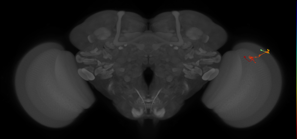 C2_R (JRC_OpticLobe:108405)