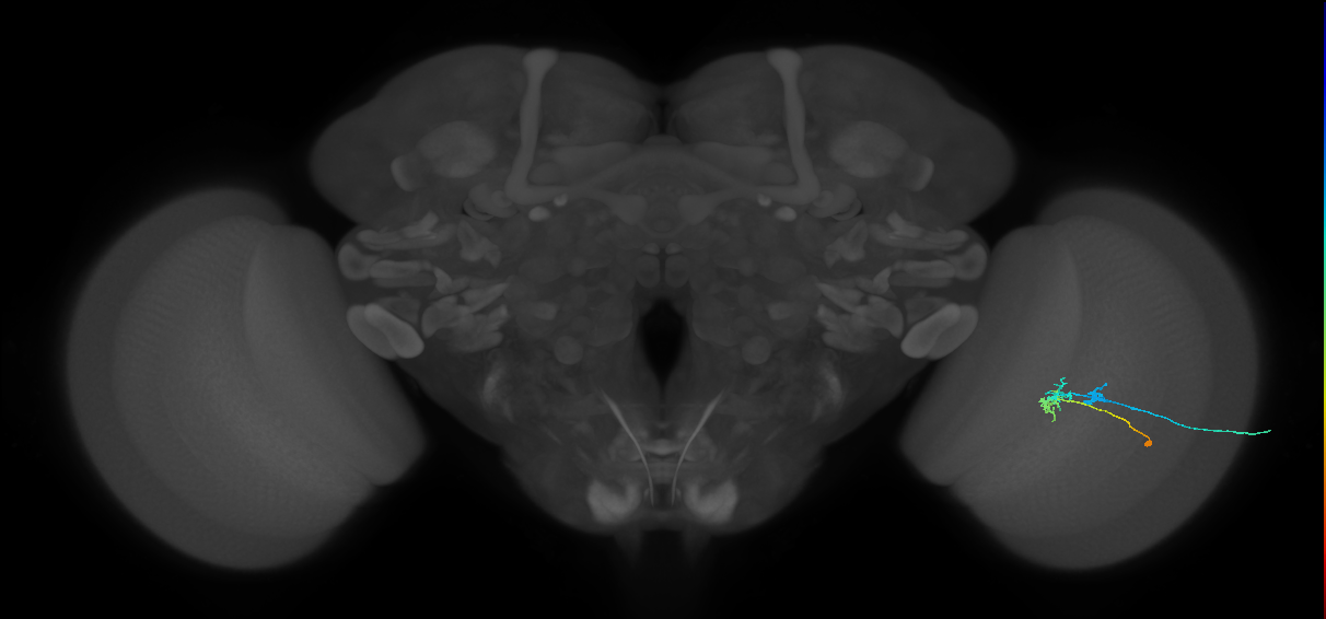 C2_R (JRC_OpticLobe:84034)