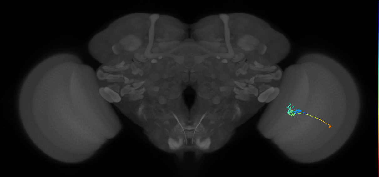 C2_R (JRC_OpticLobe:88696)