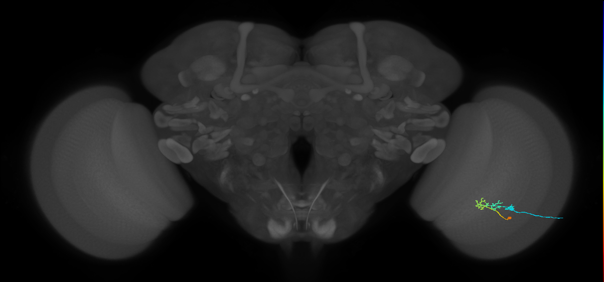 C2_R (JRC_OpticLobe:100612)
