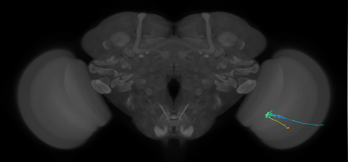 C2_R (JRC_OpticLobe:91849)