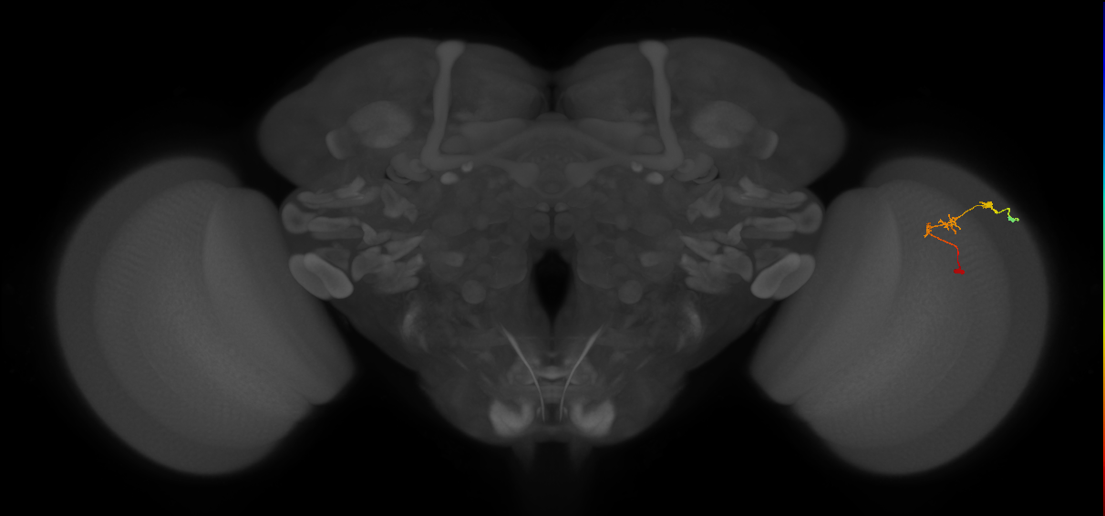 C2_R (JRC_OpticLobe:127441)