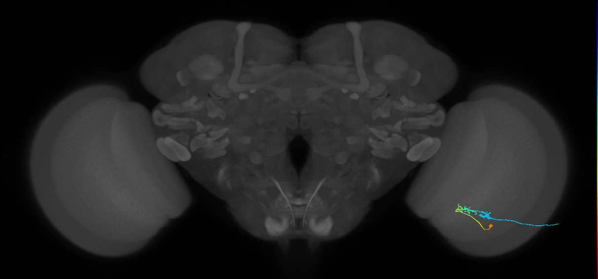C2_R (JRC_OpticLobe:82340)