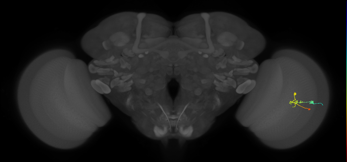 C2_R (JRC_OpticLobe:78868)