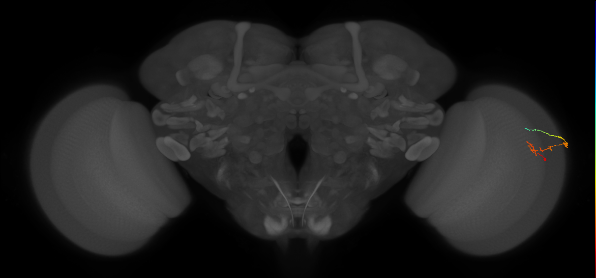 C2_R (JRC_OpticLobe:121495)
