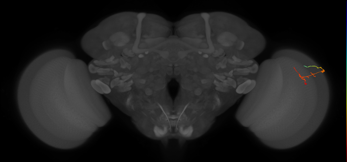 C2_R (JRC_OpticLobe:114010)