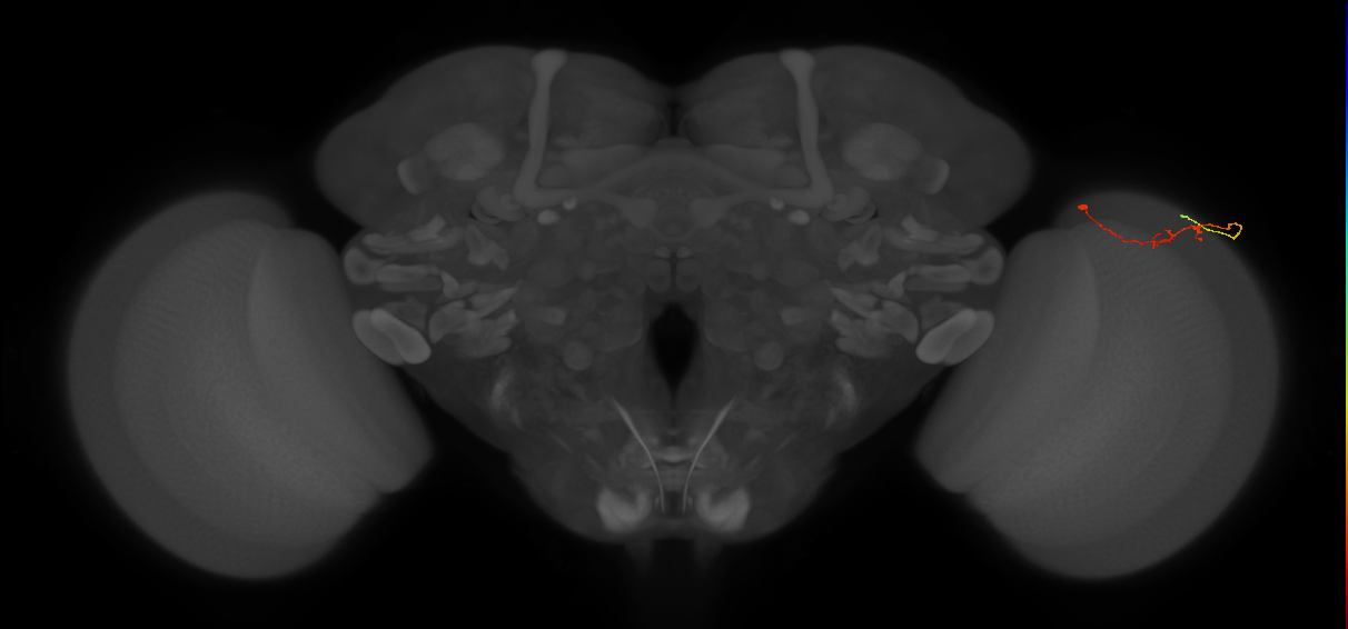 C2_R (JRC_OpticLobe:552320)