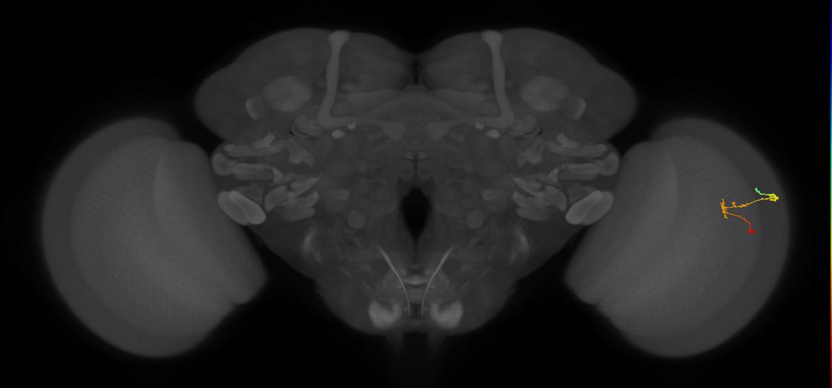 C2_R (JRC_OpticLobe:118059)