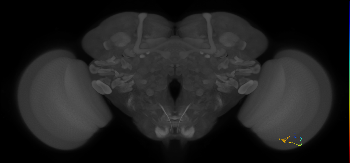 C2_R (JRC_OpticLobe:138196)