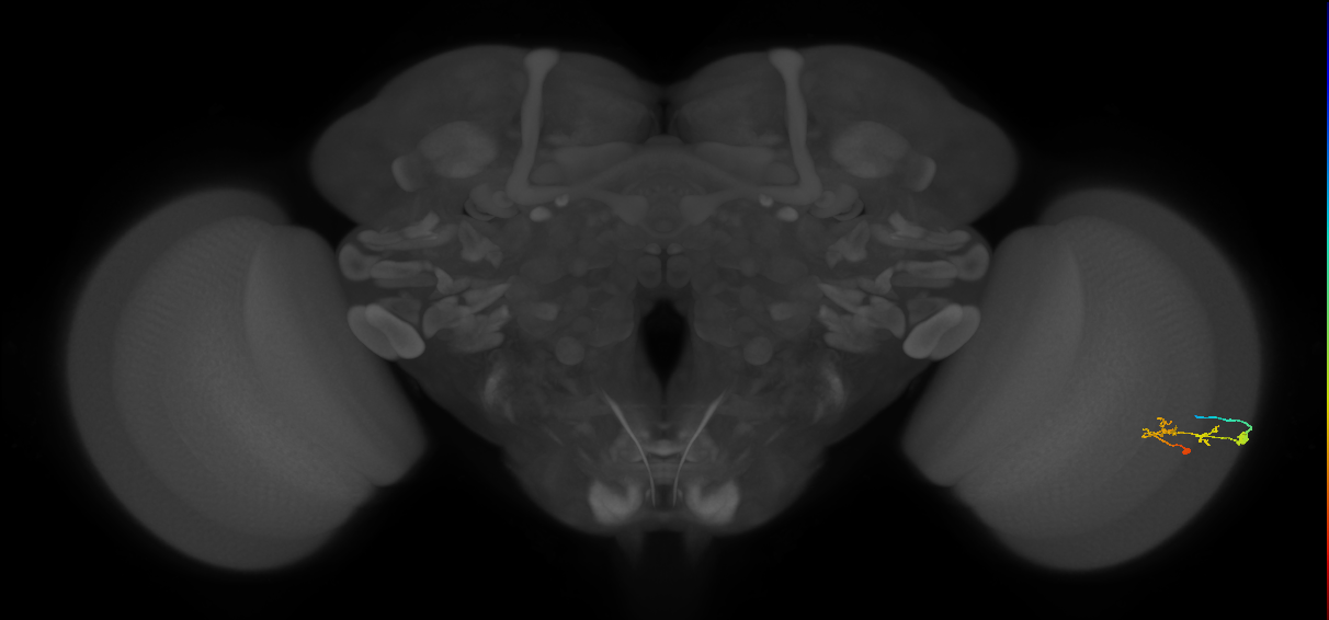 C2_R (JRC_OpticLobe:77428)