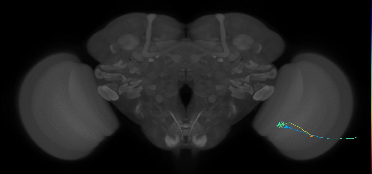 C2_R (JRC_OpticLobe:85369)