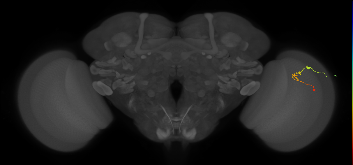 C2_R (JRC_OpticLobe:126023)