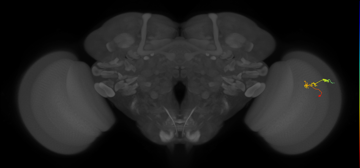 C2_R (JRC_OpticLobe:93443)