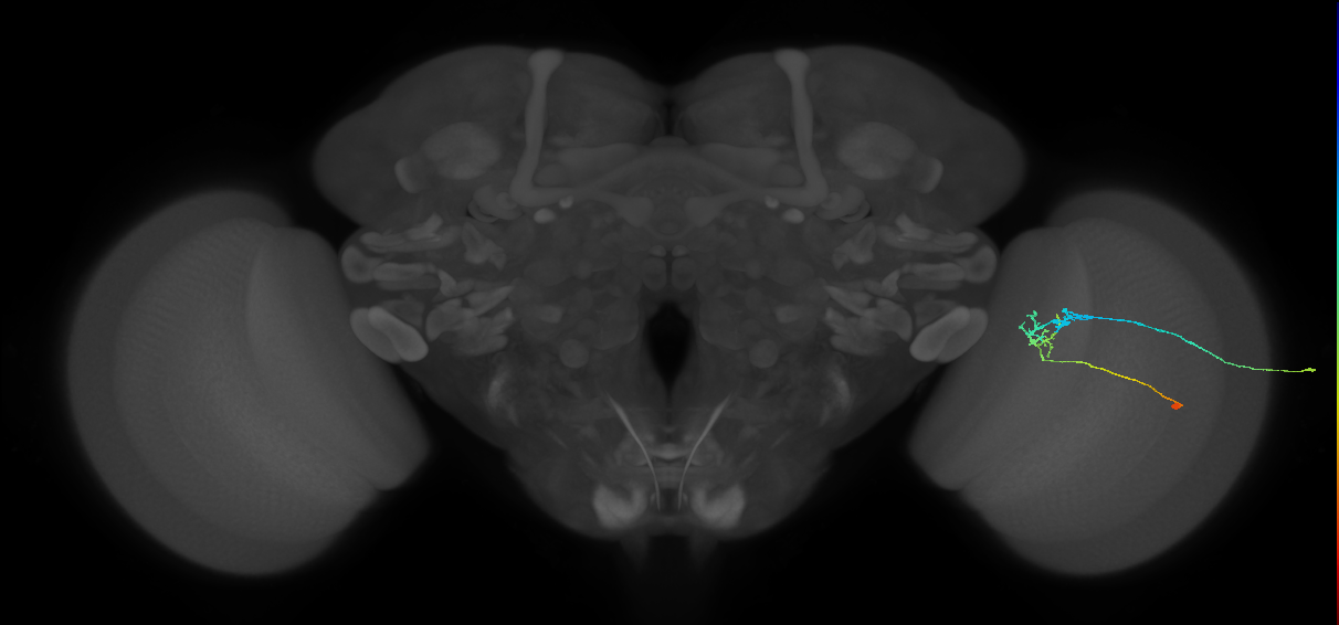 C2_R (JRC_OpticLobe:94498)