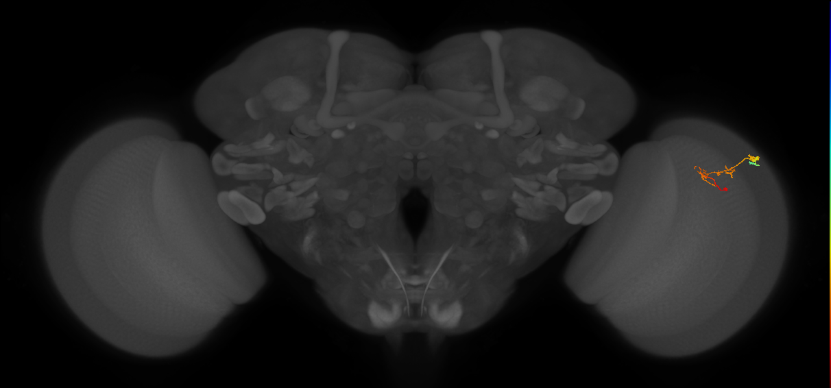 C2_R (JRC_OpticLobe:162792)