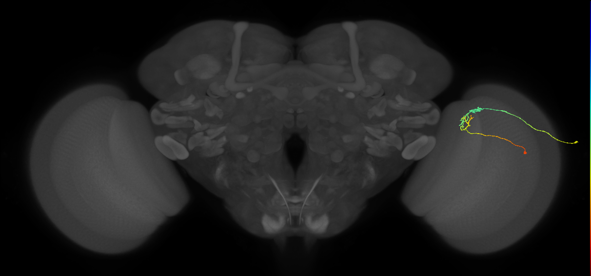 C2_R (JRC_OpticLobe:109147)