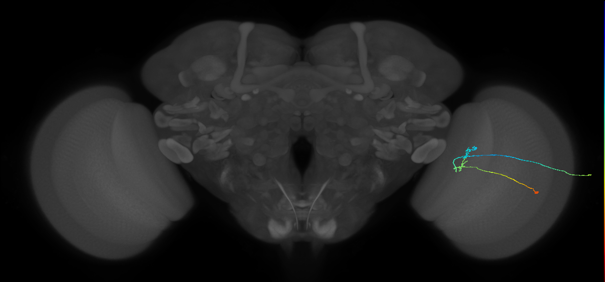 C2_R (JRC_OpticLobe:118397)
