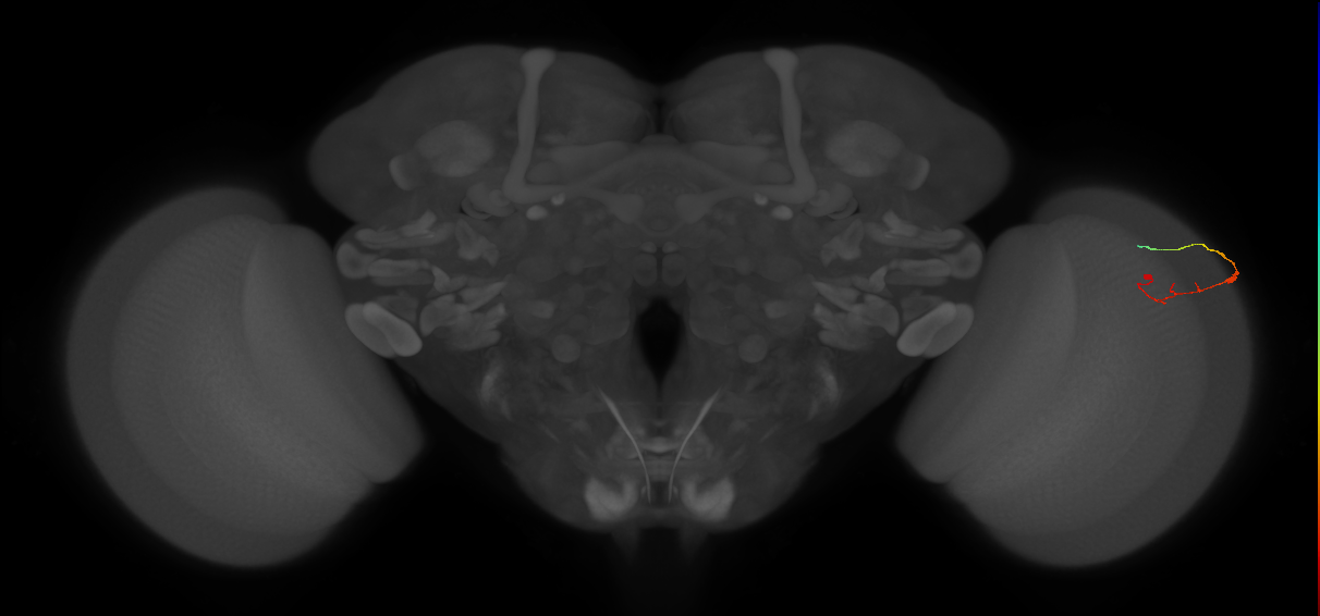 C2_R (JRC_OpticLobe:127854)