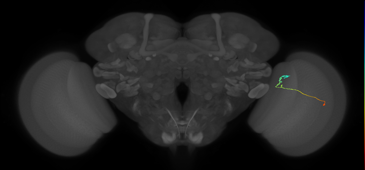 C2_R (JRC_OpticLobe:147527)