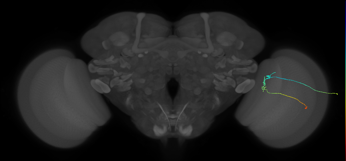 C2_R (JRC_OpticLobe:127267)