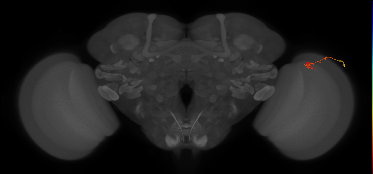 C2_R (JRC_OpticLobe:131773)