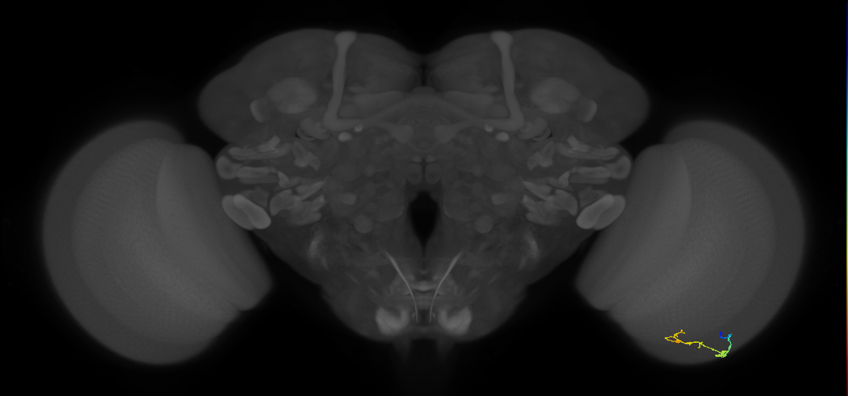 C2_R (JRC_OpticLobe:120856)
