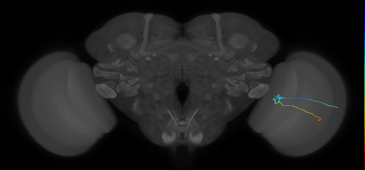 C2_R (JRC_OpticLobe:120086)