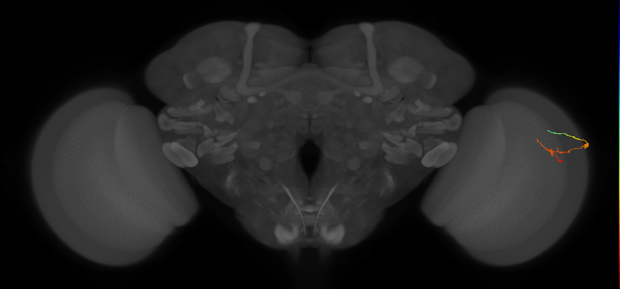 C2_R (JRC_OpticLobe:166998)