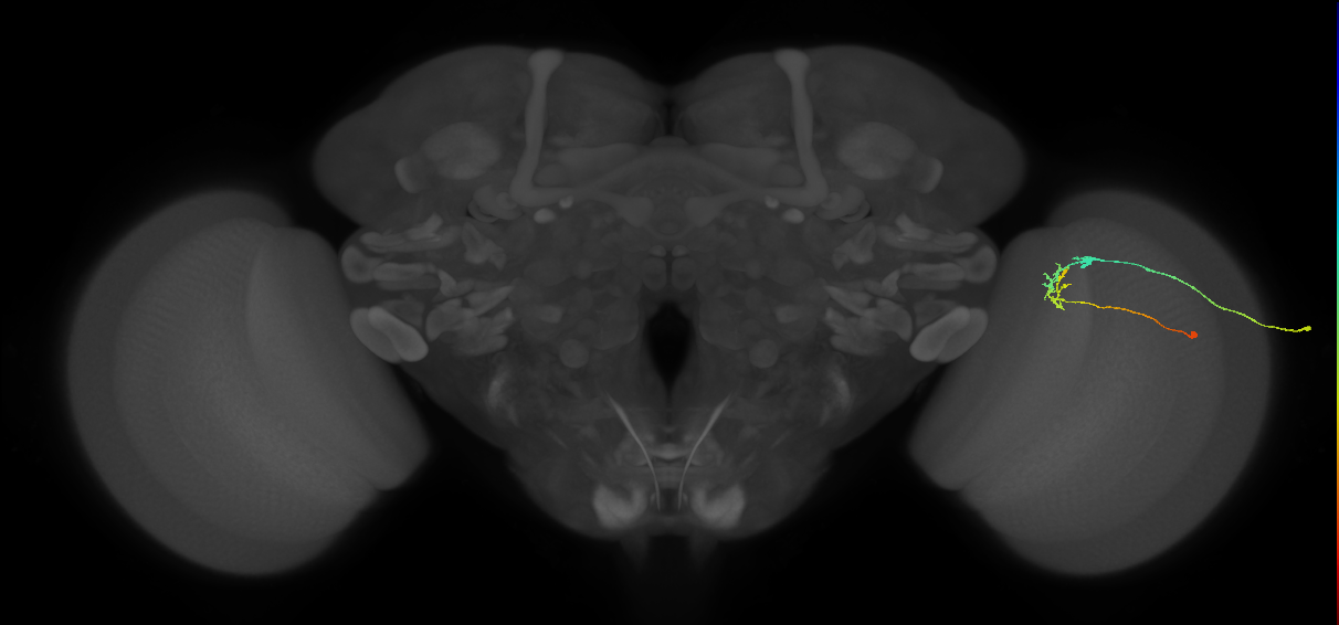 C2_R (JRC_OpticLobe:91572)