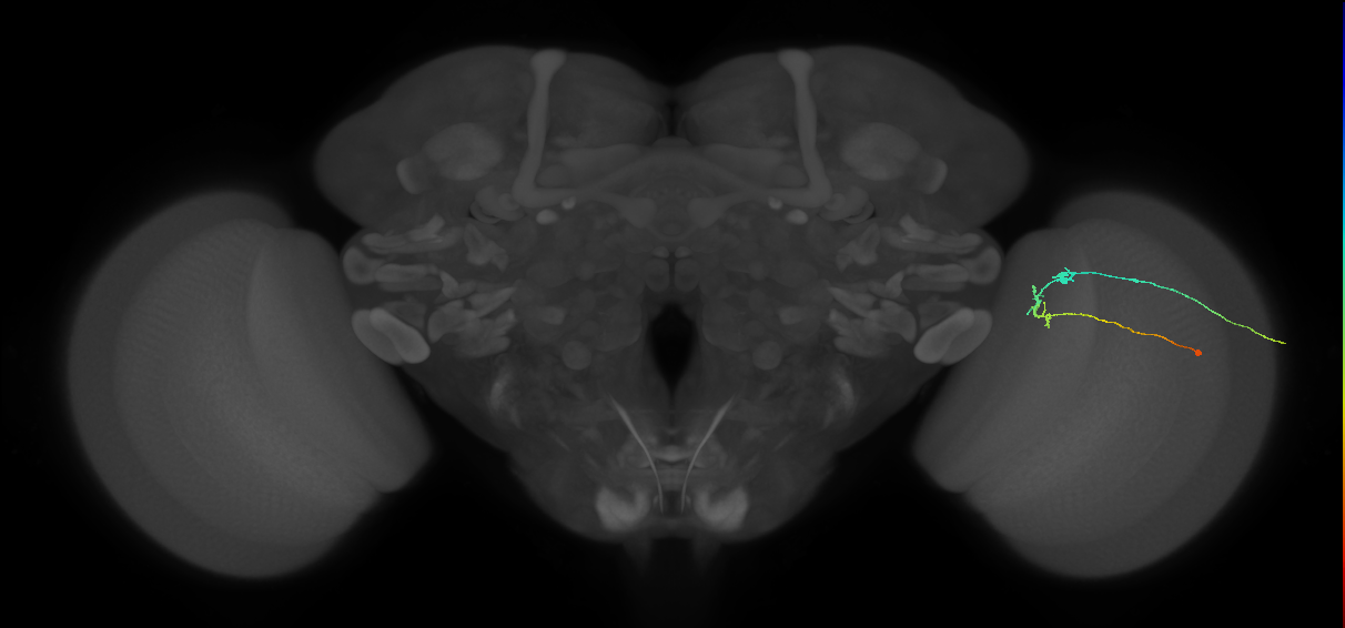 C2_R (JRC_OpticLobe:130707)